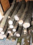 Kopie von ulme 011.jpg
