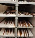 Longbow Mary Rose shelf