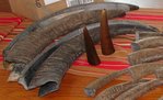 Highlandhorn2.jpg
