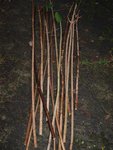 Pfeilbau2.jpg