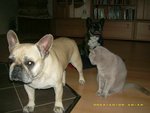 Hunde_Katze.jpg