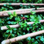 Saplings