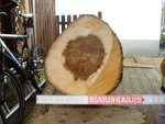 Anschnitt Stamm 1 andere Seite