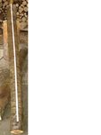 der 2. Stamm mit 205cm