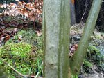 saplinge002.jpg (151.95 KiB) 5878 mal betrachtet Esche