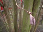 CIMG3259.JPG (333.81 KiB) 5921 mal betrachtet Knospen und Blüte