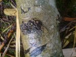 Bischen Detail