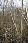 SAPLING2013 001.jpg