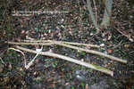 SAPLING2013 002.jpg