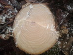 DSC05102.JPG
