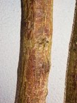 Ulmenkäfer 2013-03-02 001.JPG (251.98 KiB) 11546 mal betrachtet Die Borke der Ulme ist in der Regel grün-grau und bei dünneren Stämmen ab dem 2/3 fast glatt. Dieser Stamm ist im oberen Drittel fast braun und rissig, das erste Merkmal für den Befall.