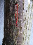 Ulmenkäfer 2013-03-02 011.JPG (338.98 KiB) 11546 mal betrachtet Mit einem geübten Auge lassen sich diese schnell erkennen.