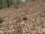 die ersten Frühlings&quot;pfeile&quot; im Wald