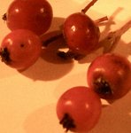 Und diese 9mm Früchtchen liegen jeweils unter den Bäumen