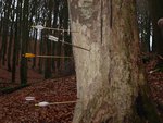 Der Baum war schon tod.