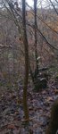 Spitzahorn Habitat