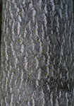 Ailianthus