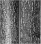 Ailianthus.jpg