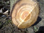 leider Unscharf, die äusseren Jahrringe haben teilweise schwarze Verfärbungen, wahrscheinlich stockig...