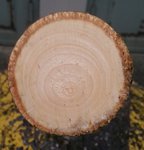 kleine Linde Jahresringe.jpg (199.6 KiB) 2210 mal betrachtet Stirnseite der dünneren Linde