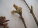 DSCF1773.JPG