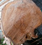 PB190472.jpg (114.09 KiB) 3028 mal betrachtet und das ist der dickste - ca. 19cm dick - an der Basis