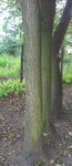 IMAG0274.jpg