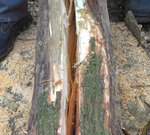 Käfer und Pilz habne ganze Arbeit geleistet.jpg