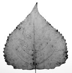 Blattadern bei Populus nigra