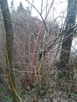 Im Habitat markiert.jpg (846.86 KiB) 17127 mal betrachtet Der Haselstrauch, das Stämmchen rot nachgezogen