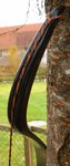 Recurve_Bauch.jpg