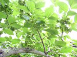 Früchte 27.06.15