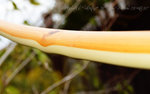 wood.jpg