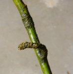 Goldregen-Knospe