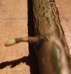 Hasels-Rinde.JPG (240.58 KiB) 3050 mal betrachtet Rinde und Knospe