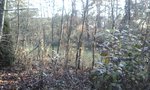Das sind wilde Zwetschgen auf unserm &quot;Stückle&quot; 4-6 cm dick, die sollen früher oder später alle Platz für veredelte machen. Kann man die für was verwenden? Sind nicht dick aber relativ Astlos und gerade gewachsen.