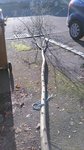 Sapling_2.JPG