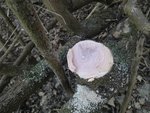 Hartriegel