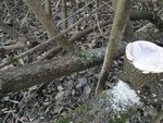 und nochmals Hartriegel