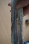 DSC08913.jpg (81.82 KiB) 6779 mal betrachtet Das zweite Horn ähnlicher Riss an der selben Stelle