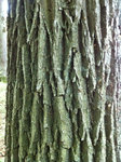 Baum2.jpg