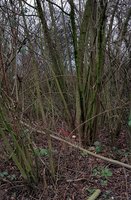 Das Haselnuss-Habitat