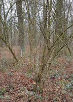 Das Holunder-Habitat