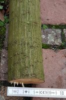 Hainbuchenrinde und Stave-Durchmesser