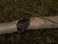 DSCN0462.JPG