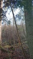 Eberesche