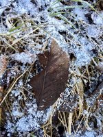 IMG_8001.jpg