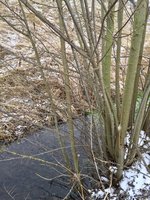 IMG_8033.jpg
