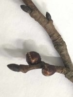 Knospe1.jpg
