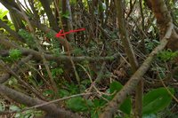 Eibenbusch im Garten, der soll´s sein